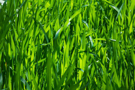 Lawn grass in the sunlight. Close-up. Morning dew. Fresh green grass lawn in sunlight, landscaping in the garden, beauty of summer seasonの写真素材
