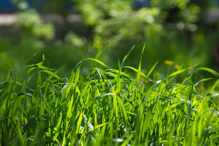 Lawn grass in the sunlight. Close-up. Morning dew. Fresh green grass lawn in sunlight, landscaping in the garden, beauty of summer seasonの写真素材