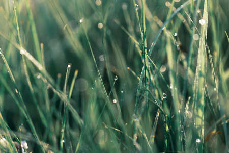 Lawn grass in the sunlight. Close-up. Morning dew. Fresh green grass lawn in sunlight, landscaping in the garden, beauty of summer seasonの写真素材