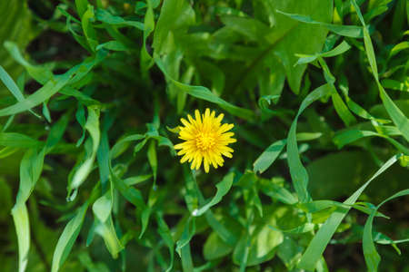 Lawn grass and dandelion flower. Close-up. Morning dew. Fresh green grass lawn in sunlight, landscaping in the garden, beauty of summer seasonの写真素材