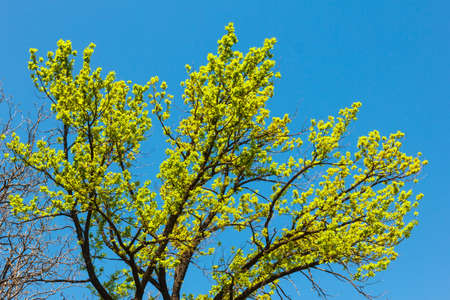 Young foliage on a tree. The appearance of foliage on a tree against a blue sky. Spring timeの写真素材