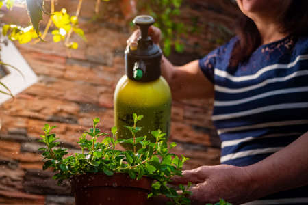 An elderly woman sprays water from a spray bottle. The hostess takes care of indoor plants early in the morningの写真素材