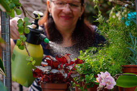 Joyful, elderly woman caring for domestic plants. Focus on plants in the foreground. Hobbies of the gardenerの写真素材