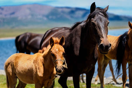 Horse with a foal on a pasture in the mountains. Traditional pasture in the mountains of Kyrgyzstan....
