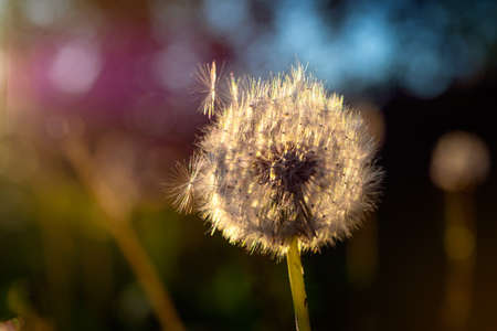 The head of a ripened dandelion in the rays of the evening sun. Spring mood