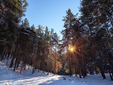 Beautiful morning in the winter mountain forest. The sun's rays make their way through the crowns of...