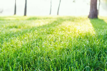 Dew on the green grass in the park.の写真素材