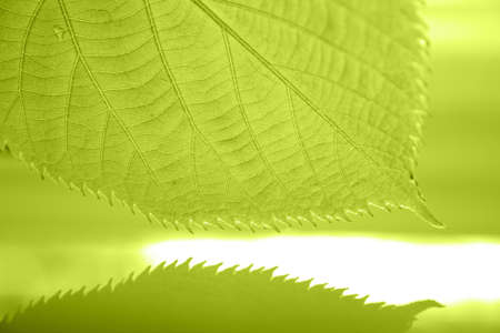 Green leaf