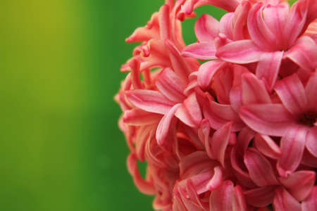 Red flowerの写真素材