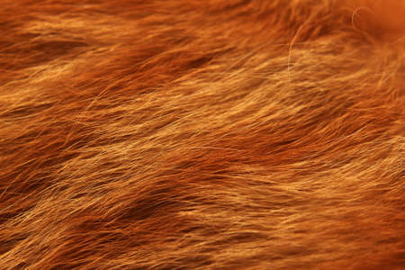 Fur close upの写真素材