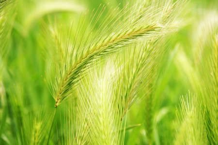 Green wheatの写真素材