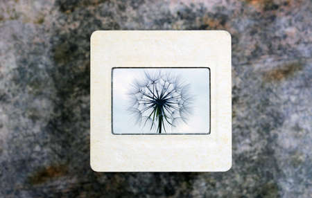 Dandelion on slide film