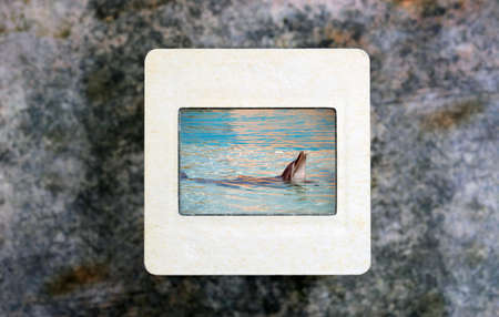 Dolphin on slide filmの写真素材