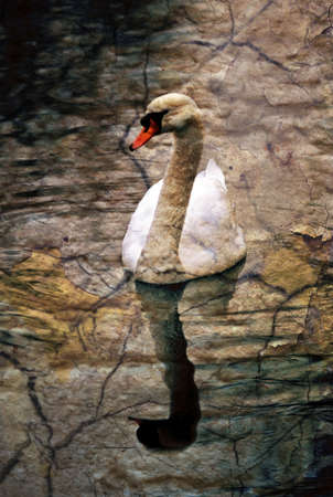 White swanの写真素材