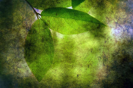 Green leaves on grunge backgroundの写真素材