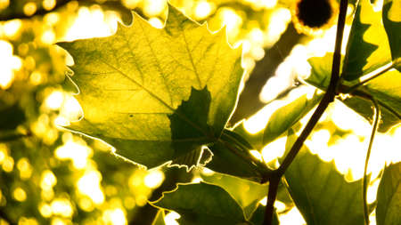 Rays of light shine through the tree