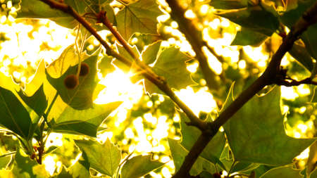 Rays of light shine through the tree