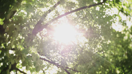 Sun Lens Flare Shining Through Treesの写真素材
