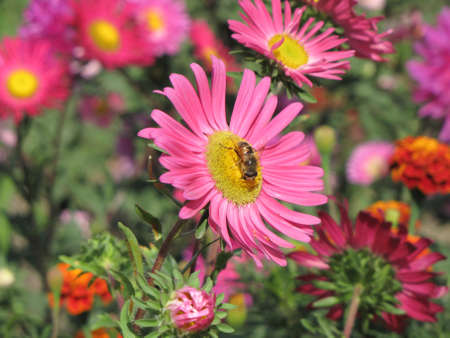 flower face to sunrise in fieldの写真素材