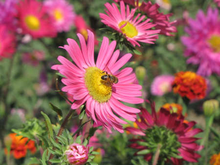 flower face to sunrise in fieldの写真素材