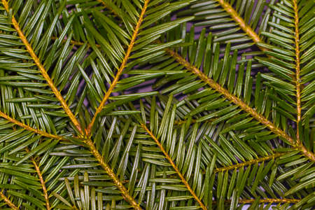 Christmas green pine fir spruce branch on wooden background Fir tree branch background close upの写真素材