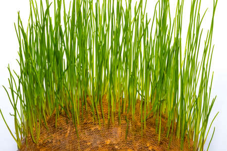 funny toy potatoes with green living hairの写真素材