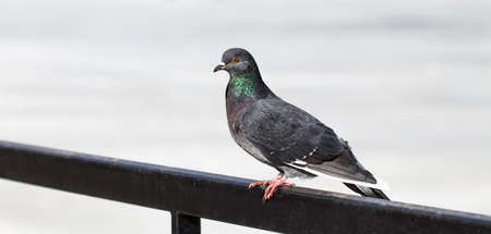 Pigeon on railings in the parkの写真素材