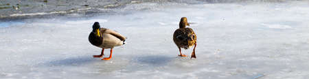 Female mallard watching two male ducks fighting over food on melting ice.の写真素材