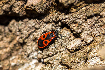 Bedbug-soldier on a tree trunkの写真素材