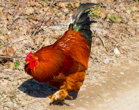 Beautiful black-red cock with a red crest, poultry yard, farm.の写真素材