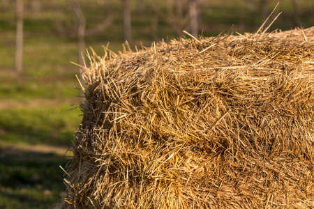 Bale of hay. agriculture farm and farming symbol of harvest time with dried grass straw as a bundled tied haystack.の写真素材