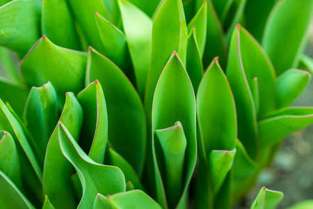Green leaves and a bud tulip close-up.