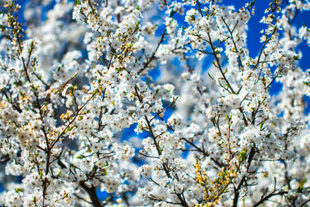 Flowers of the cherry blossoms on a spring day.