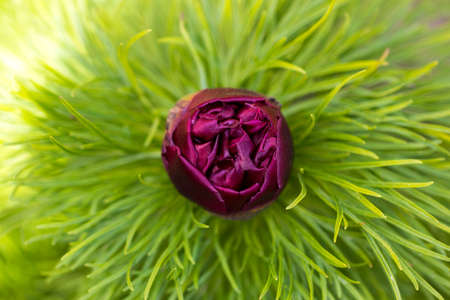 Unopened peony Bud on a green backgroundの写真素材