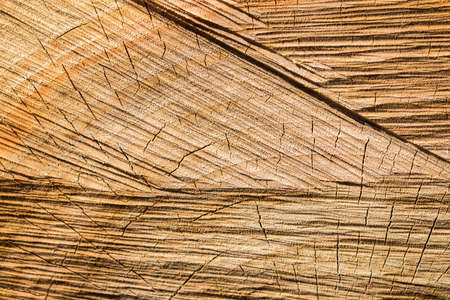 The texture of wood logsの写真素材