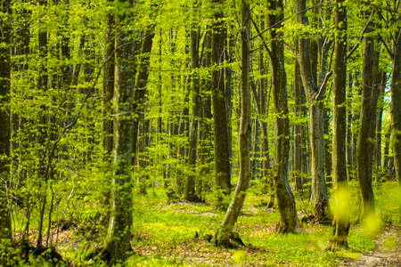 Forest treeの写真素材