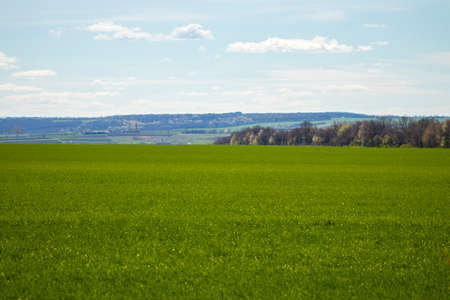 Spring green field