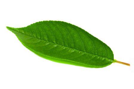 The cherries isolated on the white backgroundの写真素材