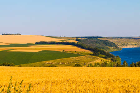 Agriculture wheat field at rural river shore landscape.の写真素材