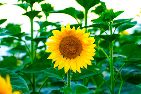 Sunflowers garden. Sunflowers have abundant health benefits. Sunflower oil improves skin health and promote cell regeneration.の写真素材
