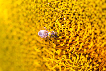 Bee on sunflower. Flower of sunflower close-up, natural background.の写真素材