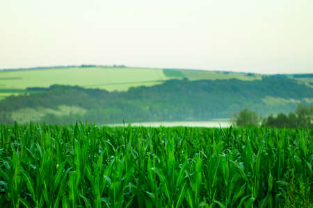 Green field with corn. Blue cloudy sky. Sunrise on the horizon.