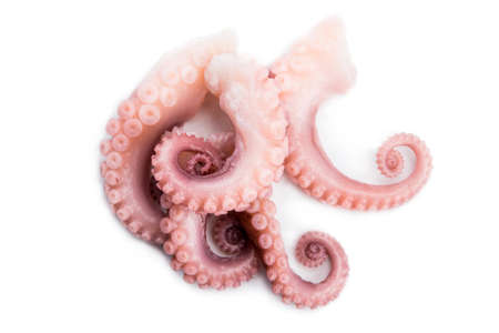 tentacles of octopus isolated on white background.の写真素材