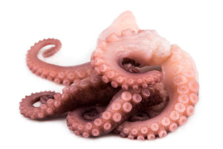 tentacles of octopus isolated on white background.の写真素材