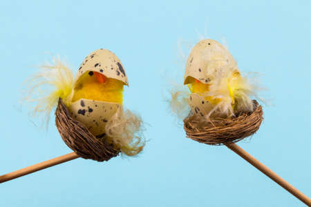 Easter holiday concept with 2 easter chicks on a blue background with copy space.の写真素材