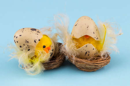 Easter holiday concept with 2 easter chicks on a blue background with copy space.の写真素材