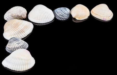  sea shells on black background with copy space.の写真素材