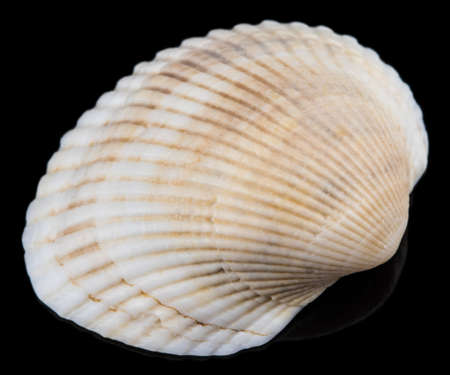 Sea Shells on black background. Close up.の写真素材