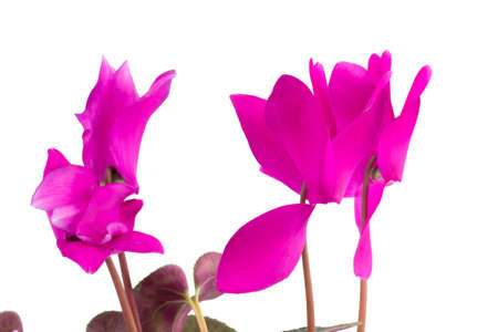Pink cyclamen flowers with green leaves isolated on white background.の写真素材