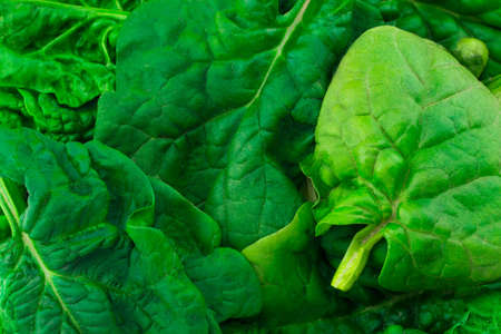 background texture fresh green spinach leaves close up.